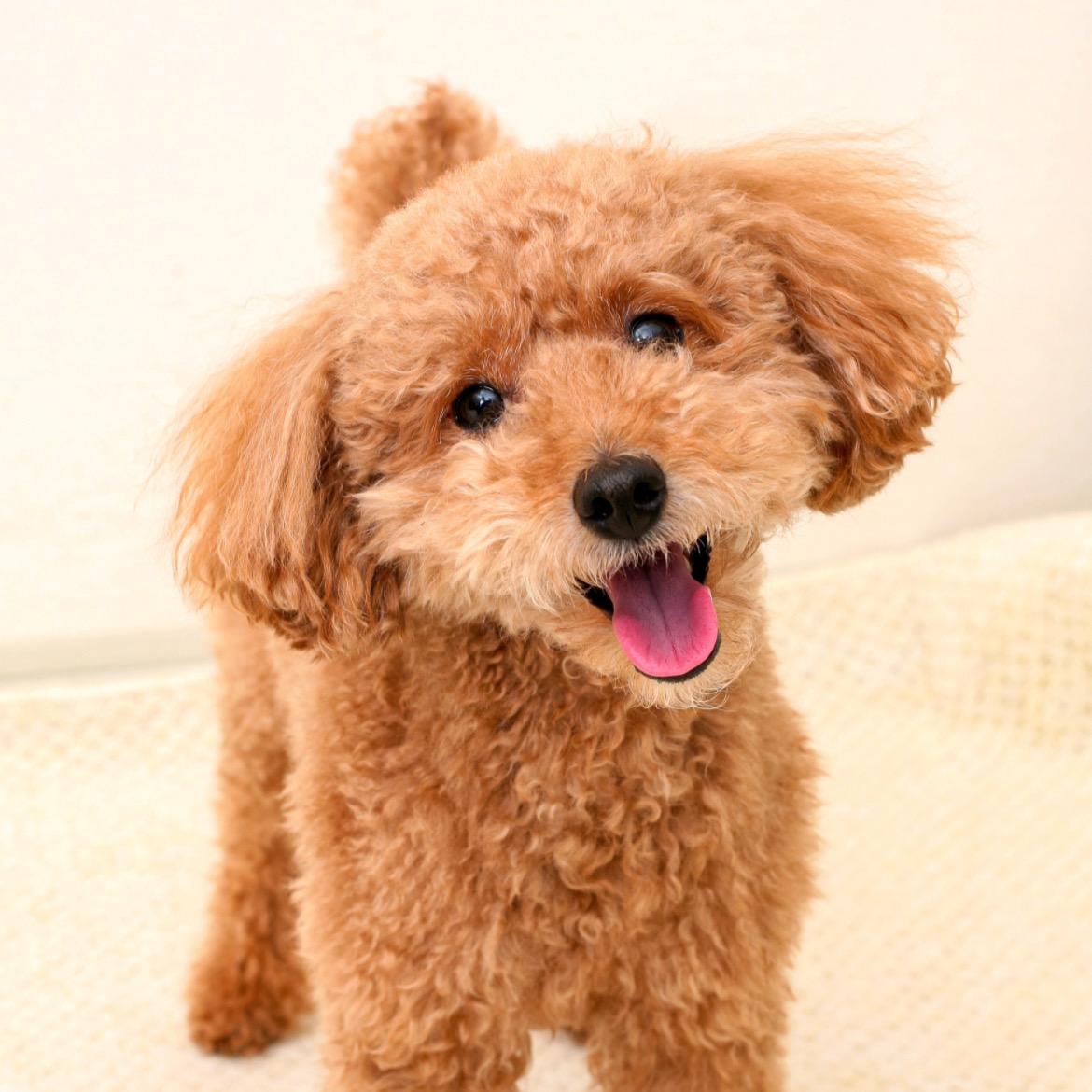 気に入って食べてくれた