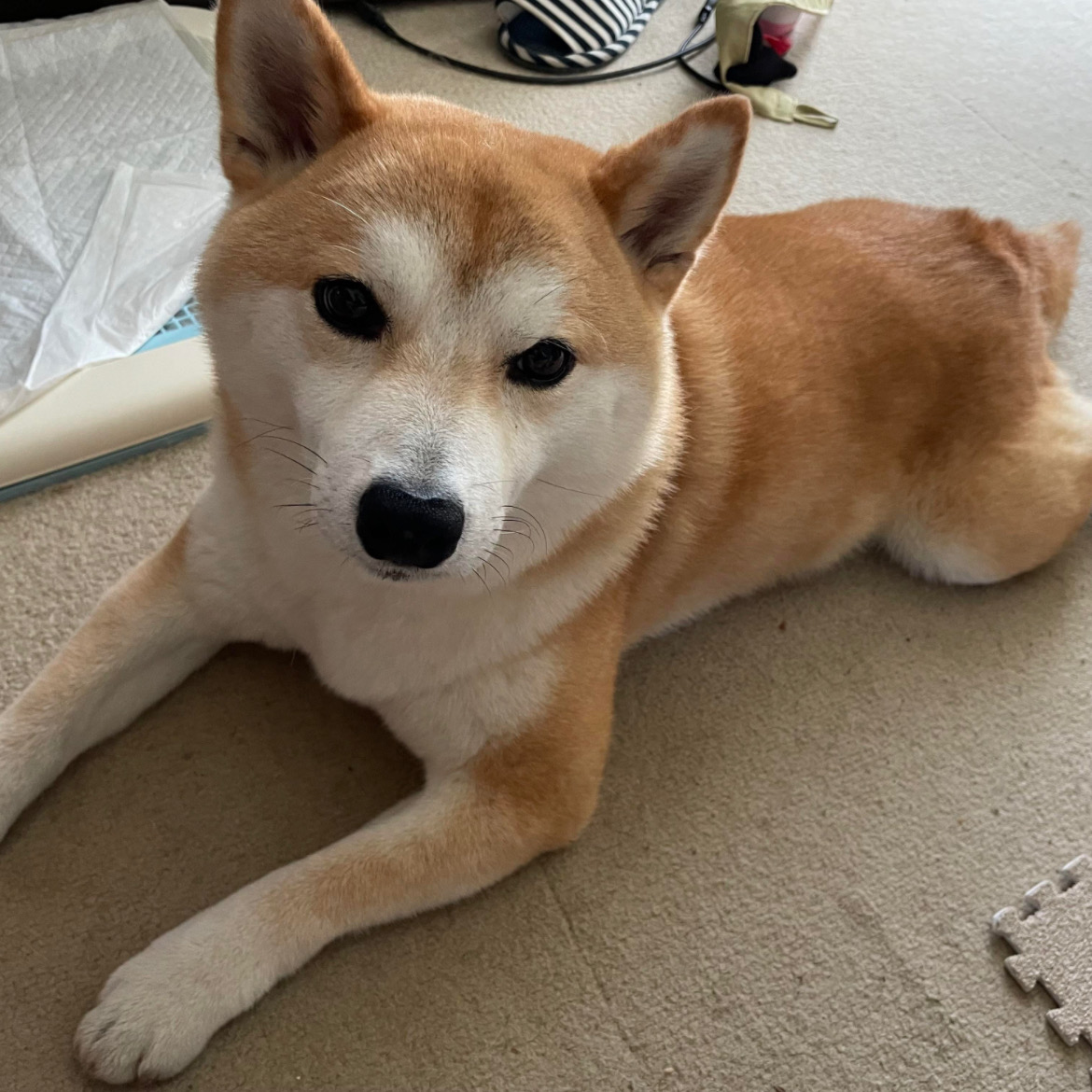 食いつきが良くなった！