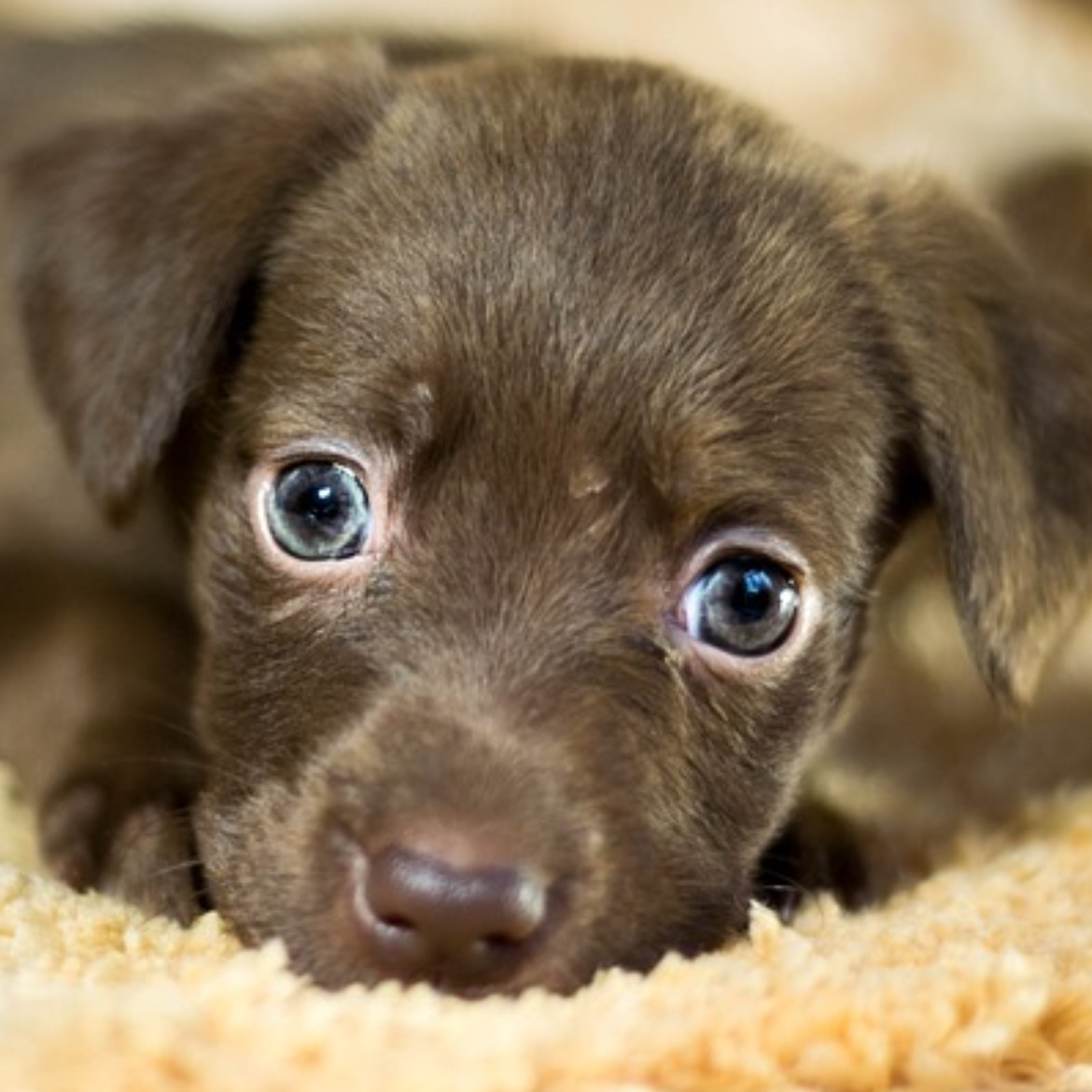 食のこだわりがある子に試してみてほしい！