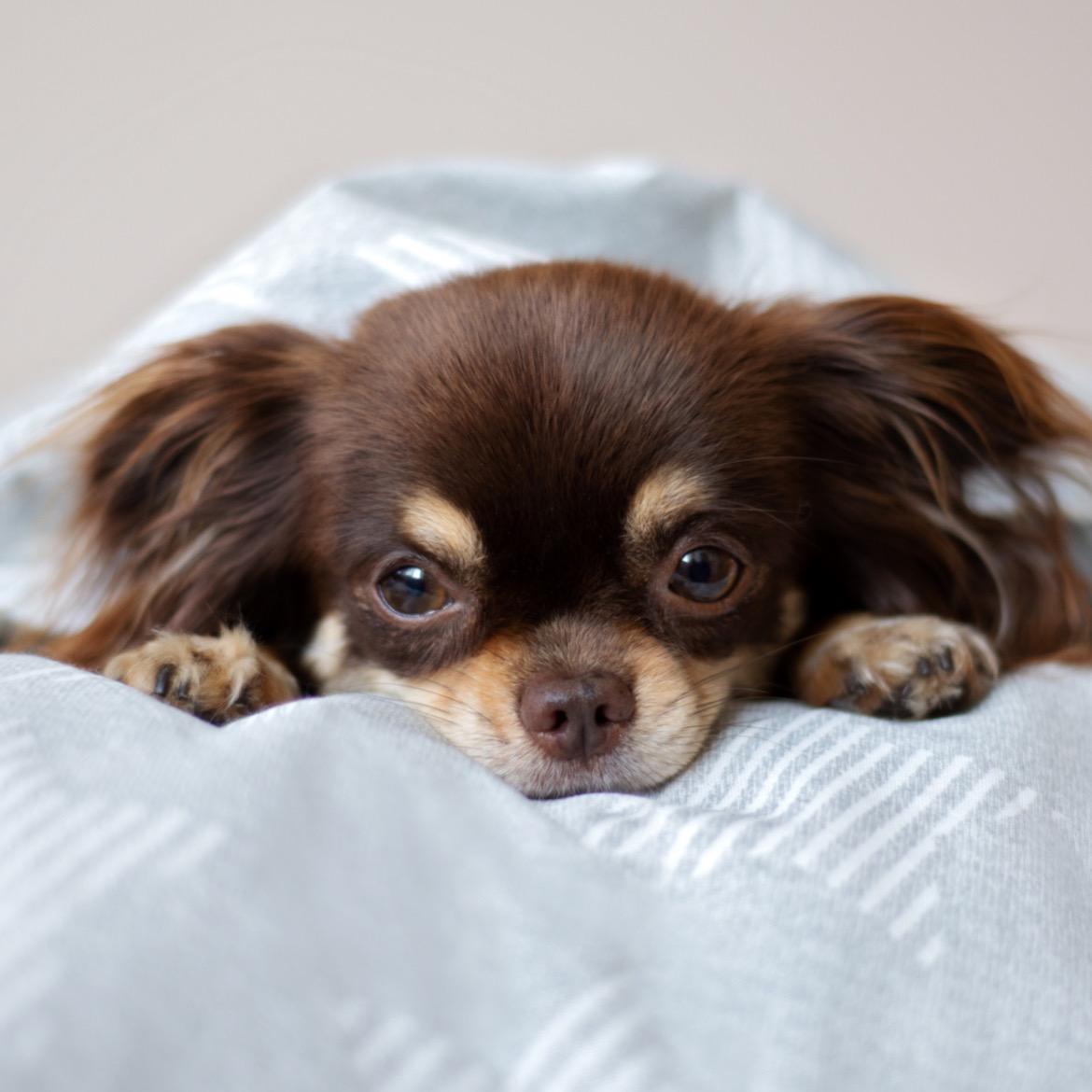 ドライフードのトッピングにピッタリ