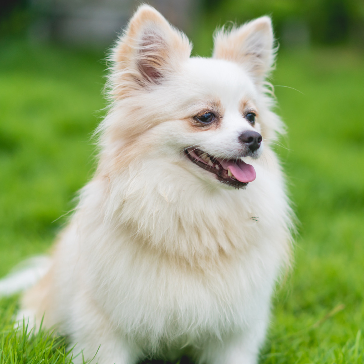 ワンコのための安心ご飯