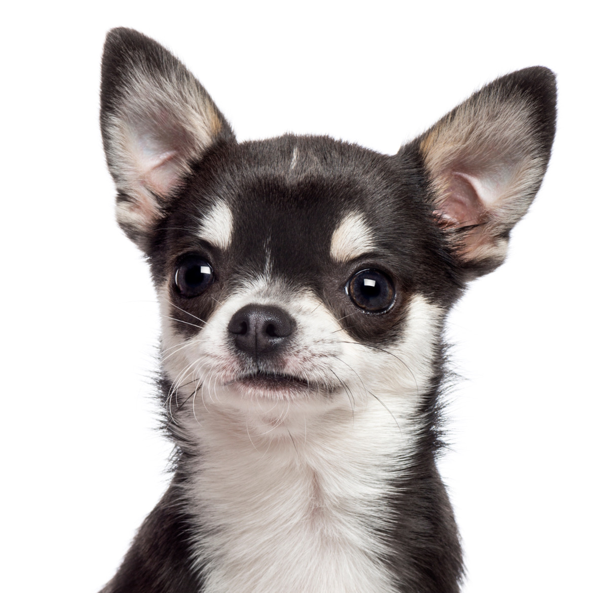 普通に食べてくれた