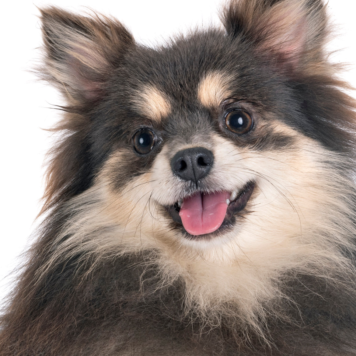 原材料にこだわった嗜好性の高いドッグフード