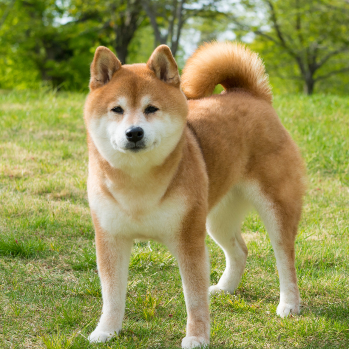 臭いがちょっときつい