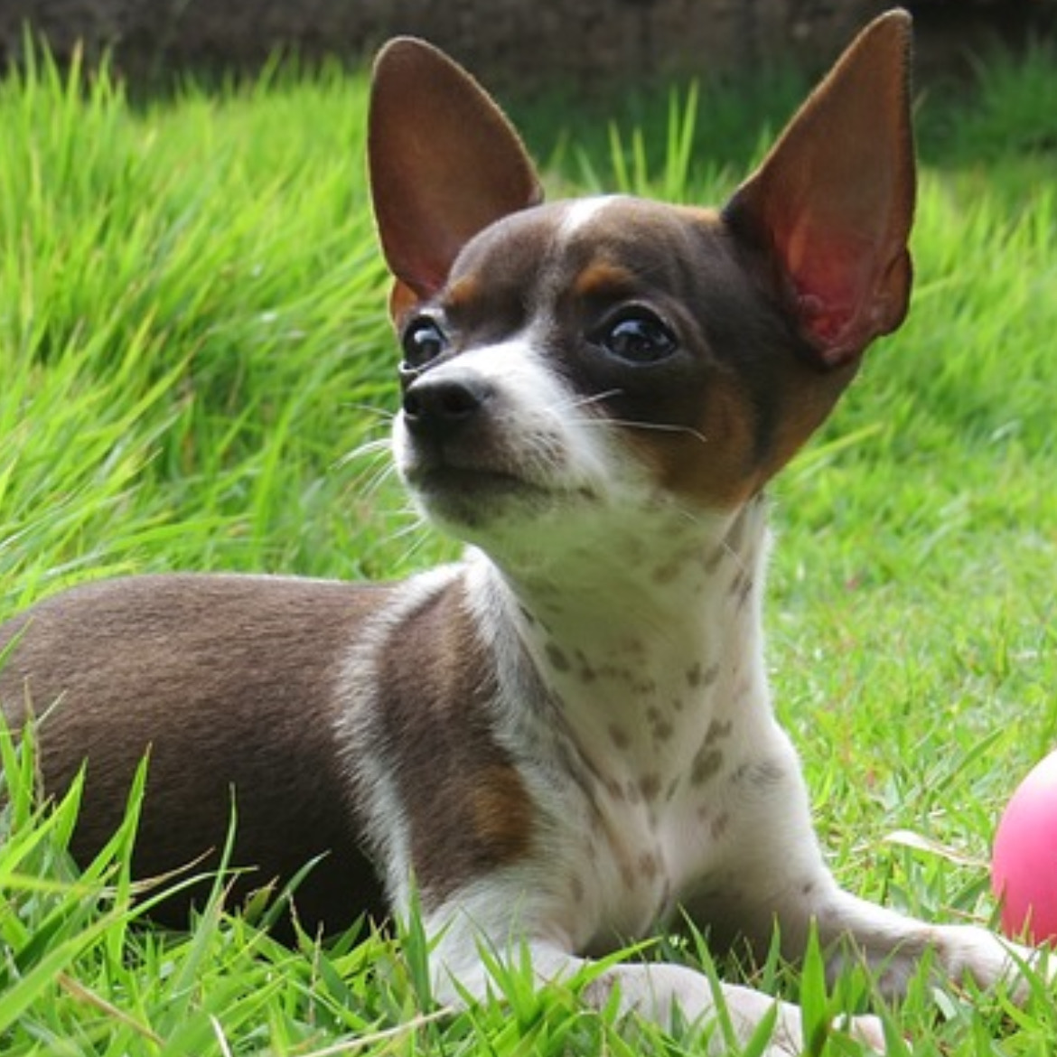 食べつきは良いけど、少し食べにくさもある