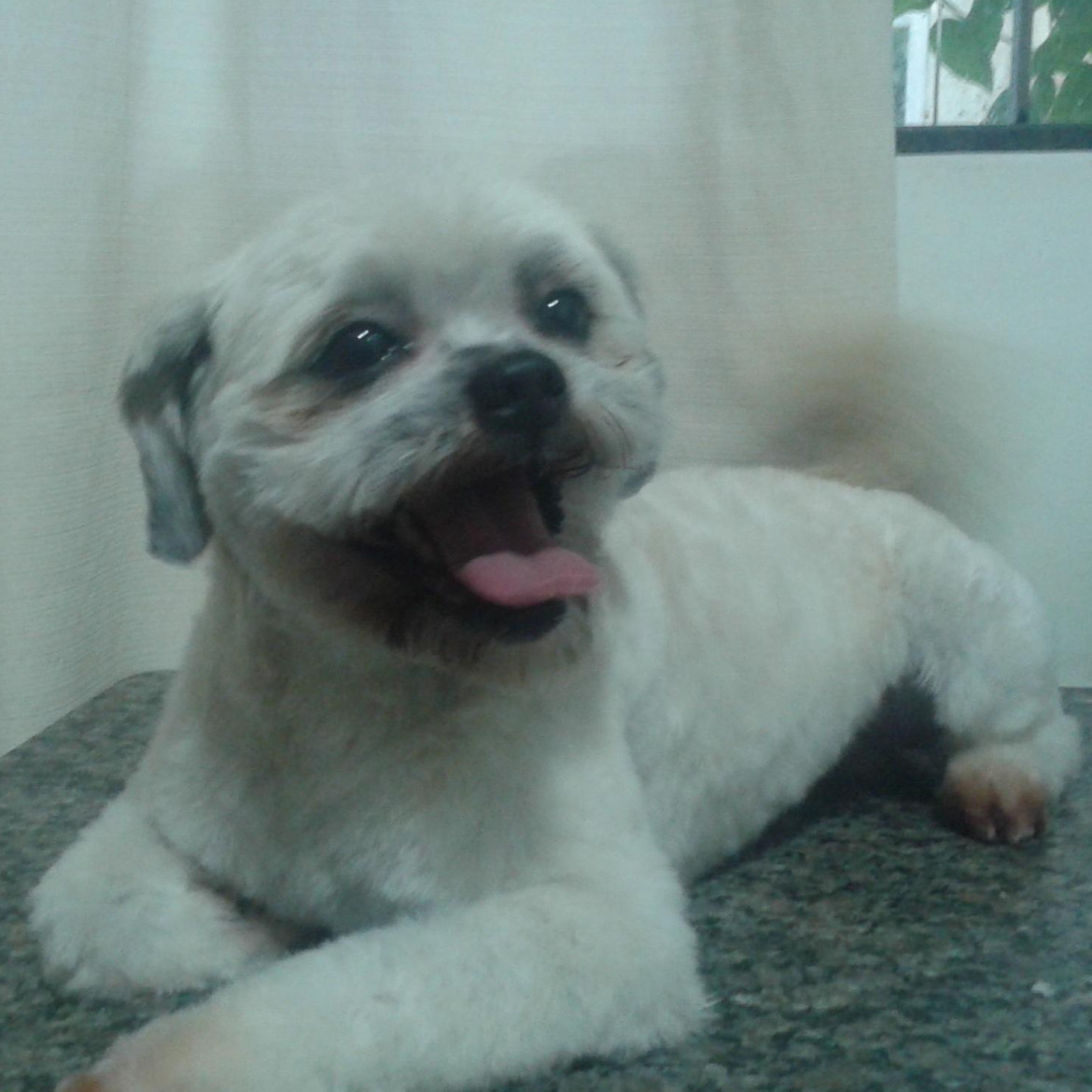 匂いが気になるが、以前より健康的になった感じがする