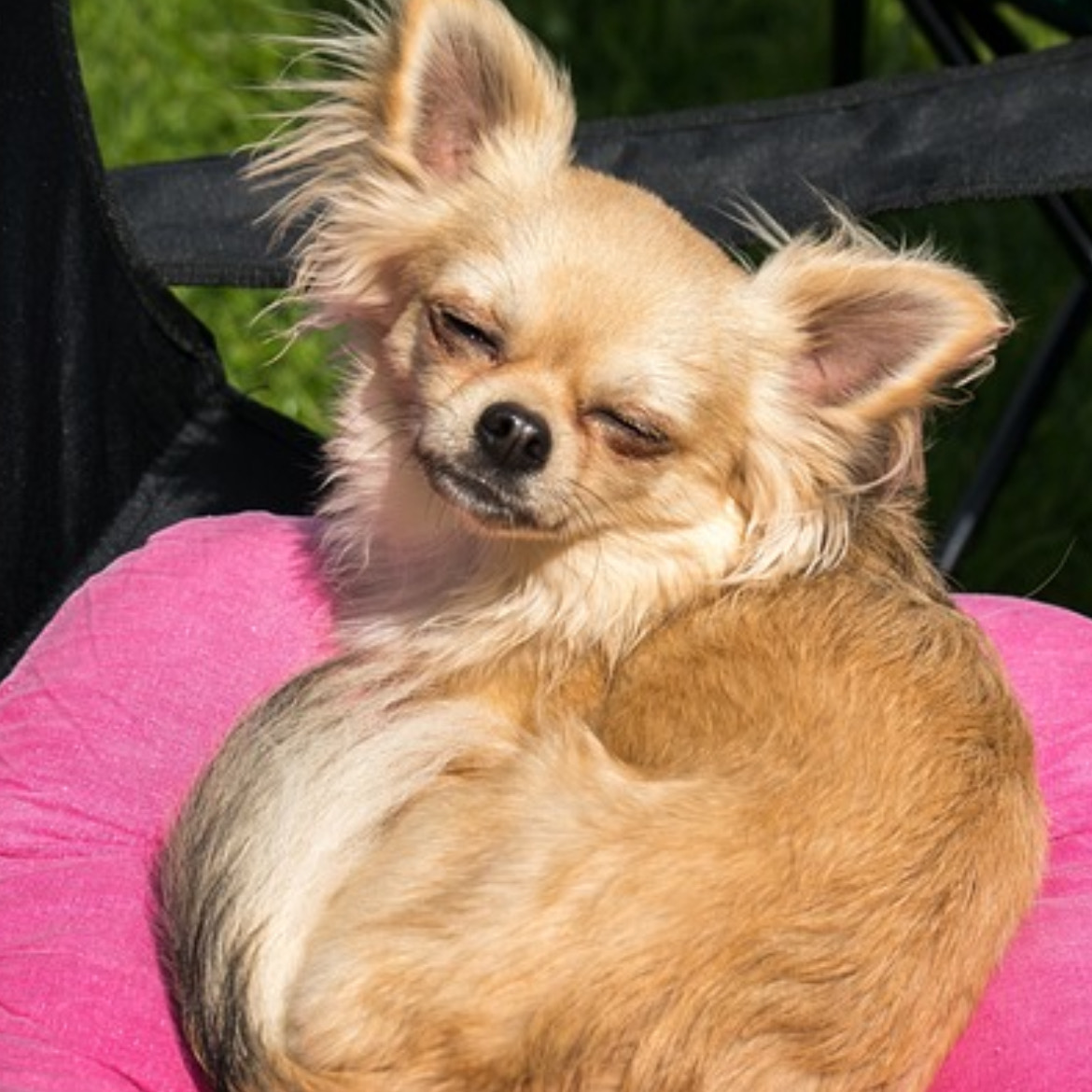 小粒の割には粒の硬さが気になりましたが