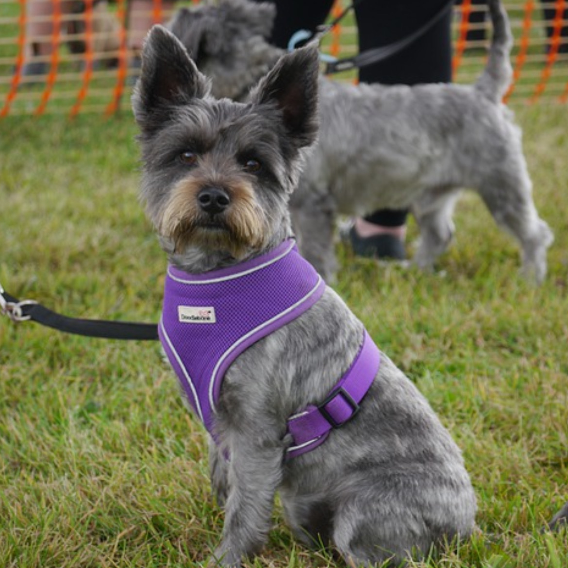 食べてみたらなかなかよかった