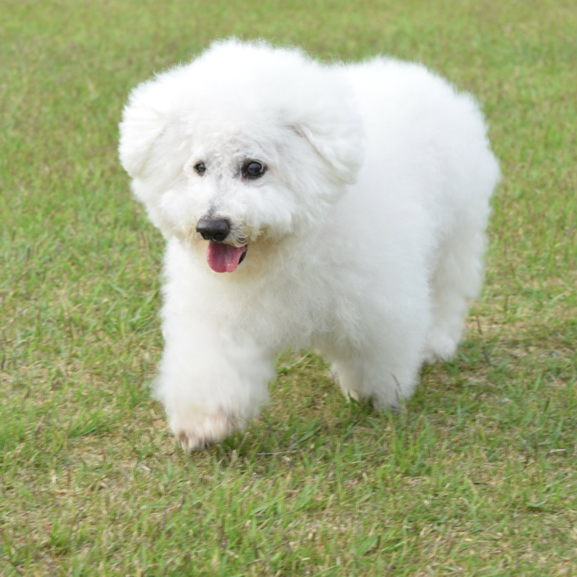 涙やけをきっかけにドッグフードを乗り換え