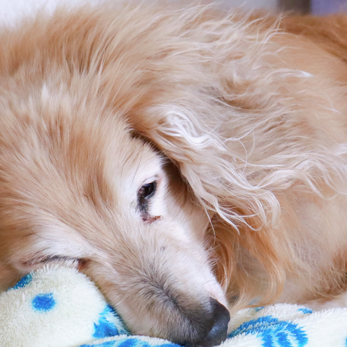 老犬に優しい形状