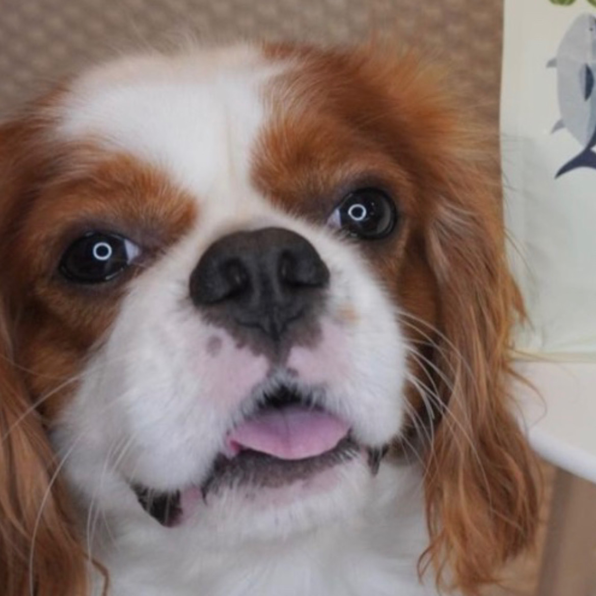 ローテーションメニューの仲間入りです