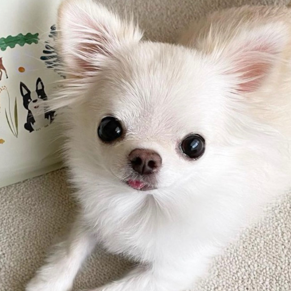 ヒューマングレードの安心安全フード