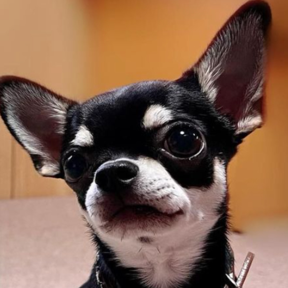 定期購入しメインのフードとして食べています。